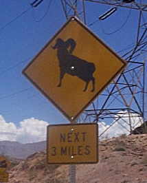 Picture_Sign_Sheep.jpg (8394 bytes)